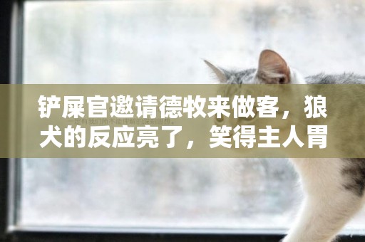 鏟屎官邀請德牧來做客，狼犬的反應亮了，笑得主人胃抽筋