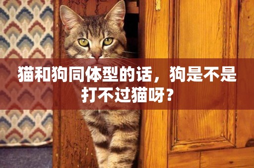 貓和狗同體型的話，狗是不是打不過貓呀？