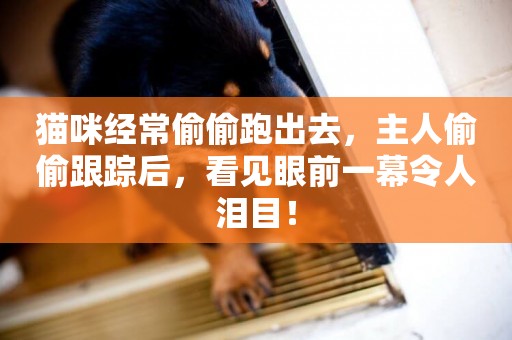 貓咪經常偷偷跑出去，主人偷偷跟蹤后，看見眼前一幕令人淚目！