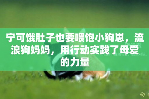 寧可餓肚子也要喂飽小狗崽，流浪狗媽媽，用行動實踐了母愛的力量