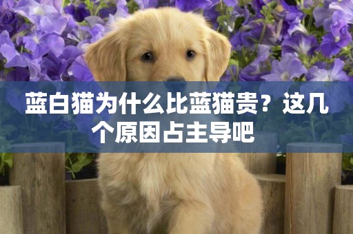 藍白貓為什么比藍貓貴？這幾個原因占主導吧 