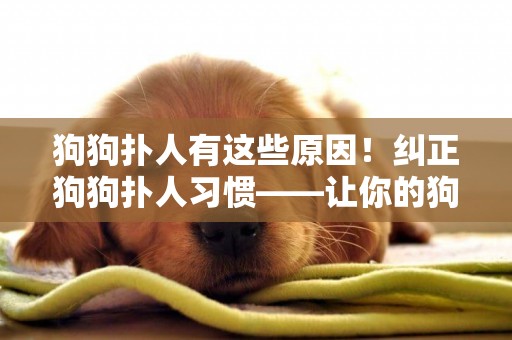 狗狗撲人有這些原因！糾正狗狗撲人習慣——讓你的狗子更受歡迎