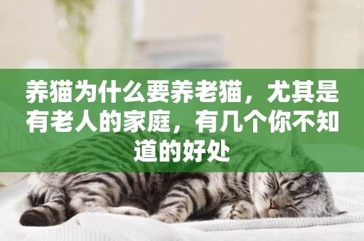 養貓為什么要養老貓，尤其是有老人的家庭，有幾個你不知道的好處
