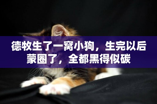 德牧生了一窩小狗，生完以后蒙圈了，全都黑得似碳