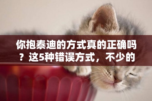 你抱泰迪的方式真的正確嗎？這5種錯誤方式，不少的人還在犯！