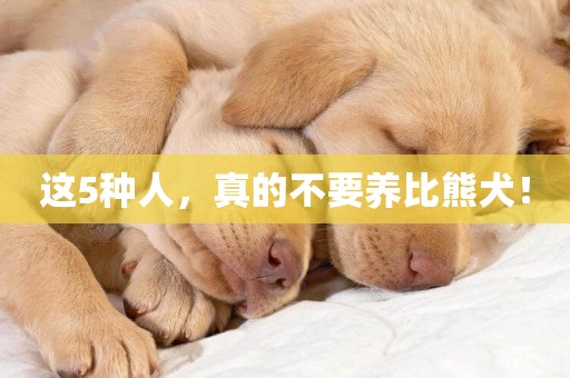 這5種人，真的不要養比熊犬！