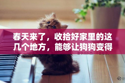 春天來了，收拾好家里的這幾個地方，能夠讓狗狗變得更開心！
