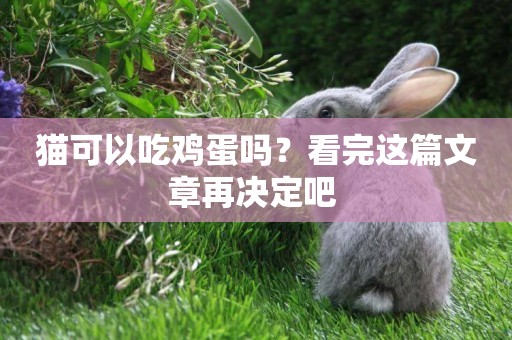 貓可以吃雞蛋嗎？看完這篇文章再決定吧 