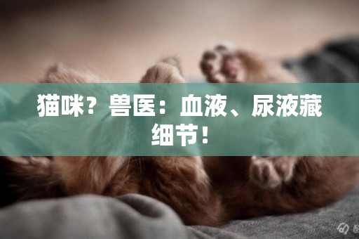貓咪？獸醫：血液、尿液藏細節！