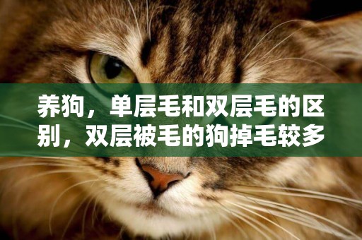 養狗，單層毛和雙層毛的區別，雙層被毛的狗掉毛較多