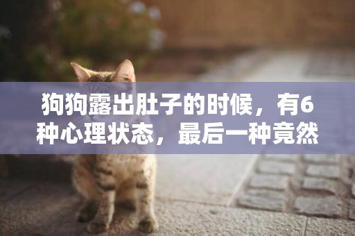 狗狗露出肚子的時候，有6種心理狀態，最后一種竟然是求摸摸