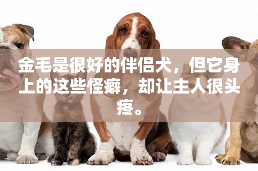 金毛是很好的伴侶犬，但它身上的這些怪癖，卻讓主人很頭疼。