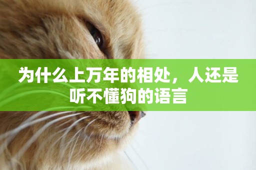 為什么上萬年的相處，人還是聽不懂狗的語言