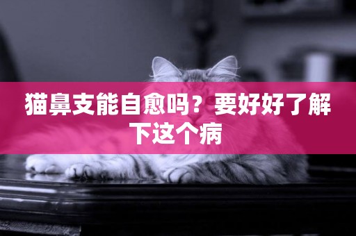 貓鼻支能自愈嗎？要好好了解下這個病 