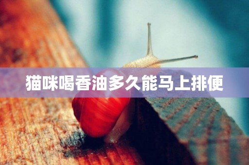 貓咪喝香油多久能馬上排便