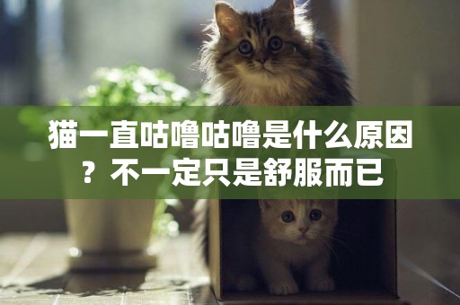 貓一直咕嚕咕嚕是什么原因？不一定只是舒服而已