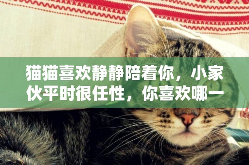 貓貓喜歡靜靜陪著你，小家伙平時很任性，你喜歡哪一只