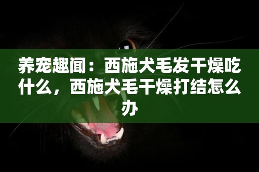 養寵趣聞：西施犬毛發干燥吃什么，西施犬毛干燥打結怎么辦