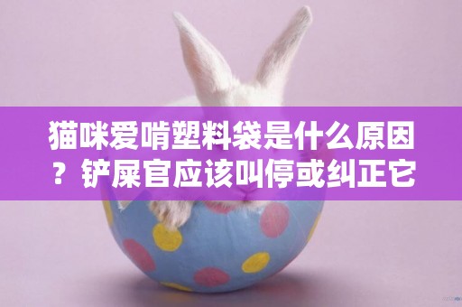 貓咪愛啃塑料袋是什么原因？鏟屎官應該叫停或糾正它嗎？