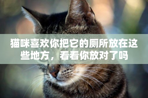 貓咪喜歡你把它的廁所放在這些地方，看看你放對了嗎