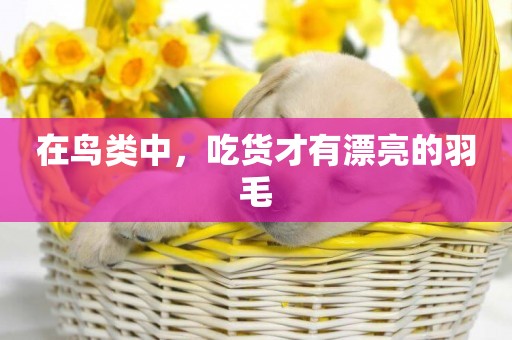 在鳥類中，吃貨才有漂亮的羽毛