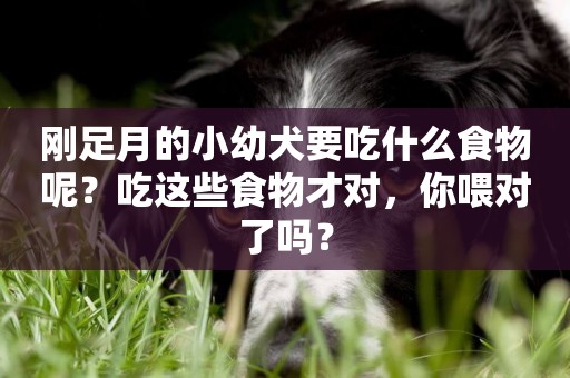 剛足月的小幼犬要吃什么食物呢？吃這些食物才對，你喂對了嗎？