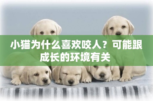 小貓為什么喜歡咬人？可能跟成長的環境有關 