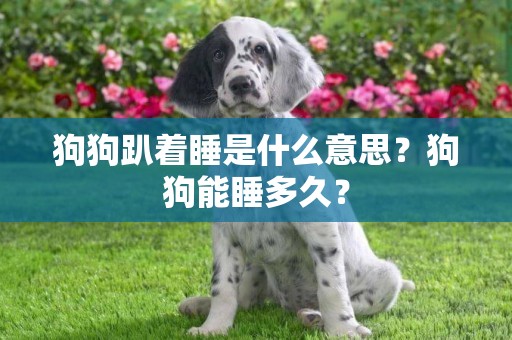 狗狗趴著睡是什么意思？狗狗能睡多久？