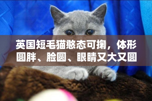 英國短毛貓憨態可掬，體形圓胖、臉圓、眼睛又大又圓，你喜歡嗎？