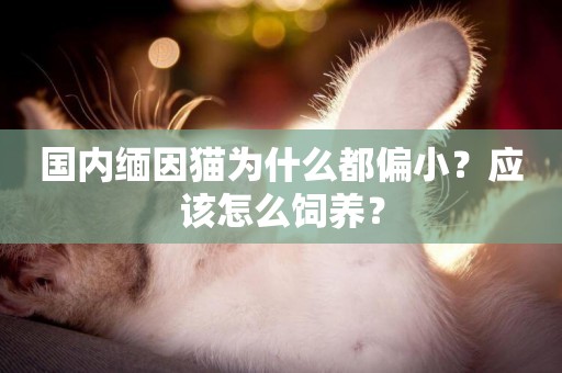 國內緬因貓為什么都偏小？應該怎么飼養？
