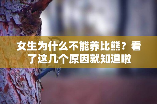 女生為什么不能養比熊？看了這幾個原因就知道啦
