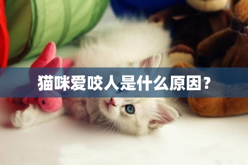 貓咪愛咬人是什么原因？