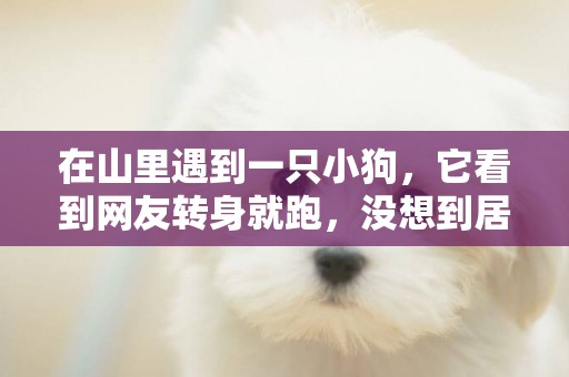 在山里遇到一只小狗，它看到網友轉身就跑，沒想到居然……
