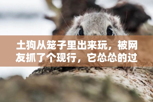土狗從籠子里出來玩，被網友抓了個現行，它慫慫的過去認錯