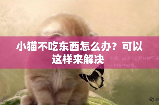 小貓不吃東西怎么辦？可以這樣來解決 