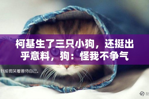 柯基生了三只小狗，還挺出乎意料，狗：怪我不爭氣