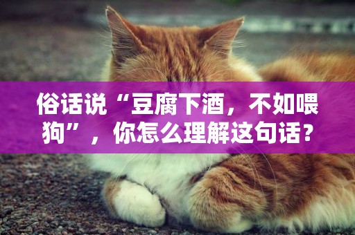 俗話說“豆腐下酒，不如喂狗”，你怎么理解這句話？看完長知識了