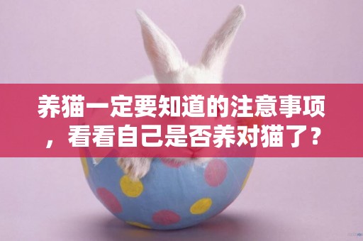 養貓一定要知道的注意事項，看看自己是否養對貓了？