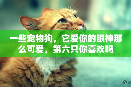 一些寵物狗，它愛你的眼神那么可愛，第六只你喜歡嗎