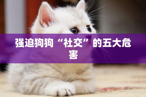 強迫狗狗“社交”的五大危害
