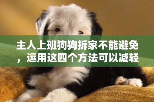 主人上班狗狗拆家不能避免，運用這四個方法可以減輕這一行為