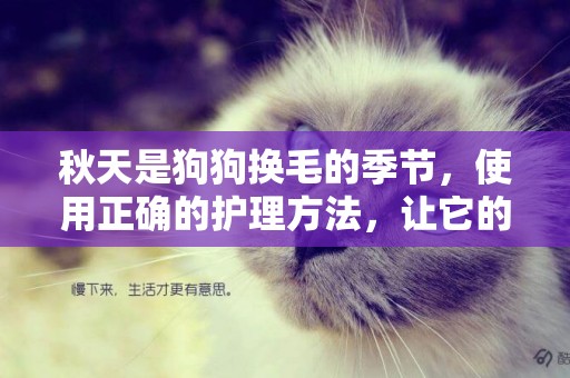 秋天是狗狗換毛的季節，使用正確的護理方法，讓它的毛發更順滑