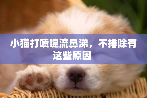 小貓打噴嚏流鼻涕，不排除有這些原因 