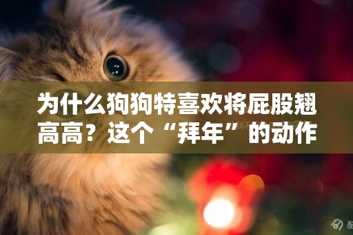 為什么狗狗特喜歡將屁股翹高高？這個“拜年”的動作過年用得上哦