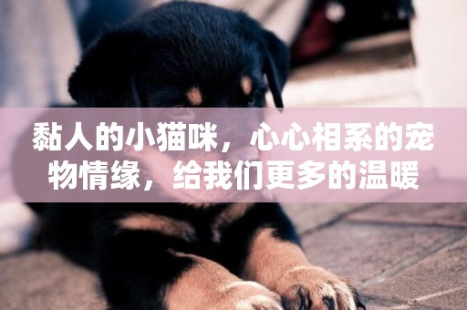 黏人的小貓咪，心心相系的寵物情緣，給我們更多的溫暖