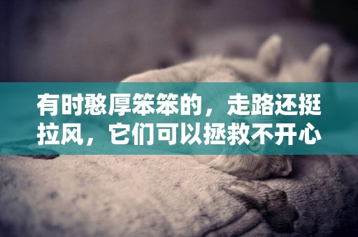 有時憨厚笨笨的，走路還挺拉風，它們可以拯救不開心