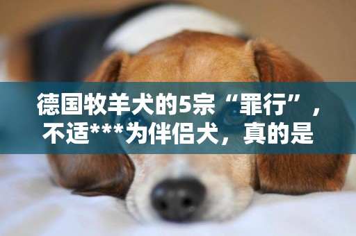 德國牧羊犬的5宗“罪行”，不適***為伴侶犬，真的是這樣嗎？