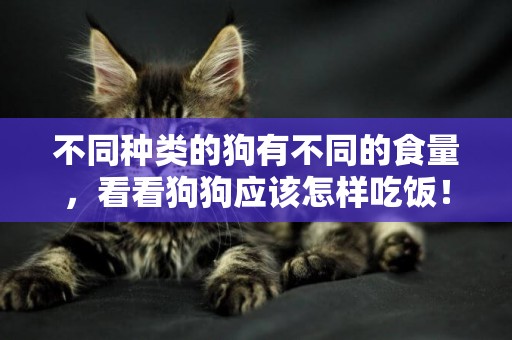 不同種類的狗有不同的食量，看看狗狗應該怎樣吃飯！