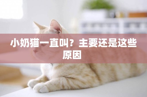 小奶貓一直叫？主要還是這些原因 