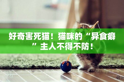 好奇害死貓！貓咪的“異食癖”主人不得不防！